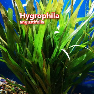 Hygrophila angustifolia